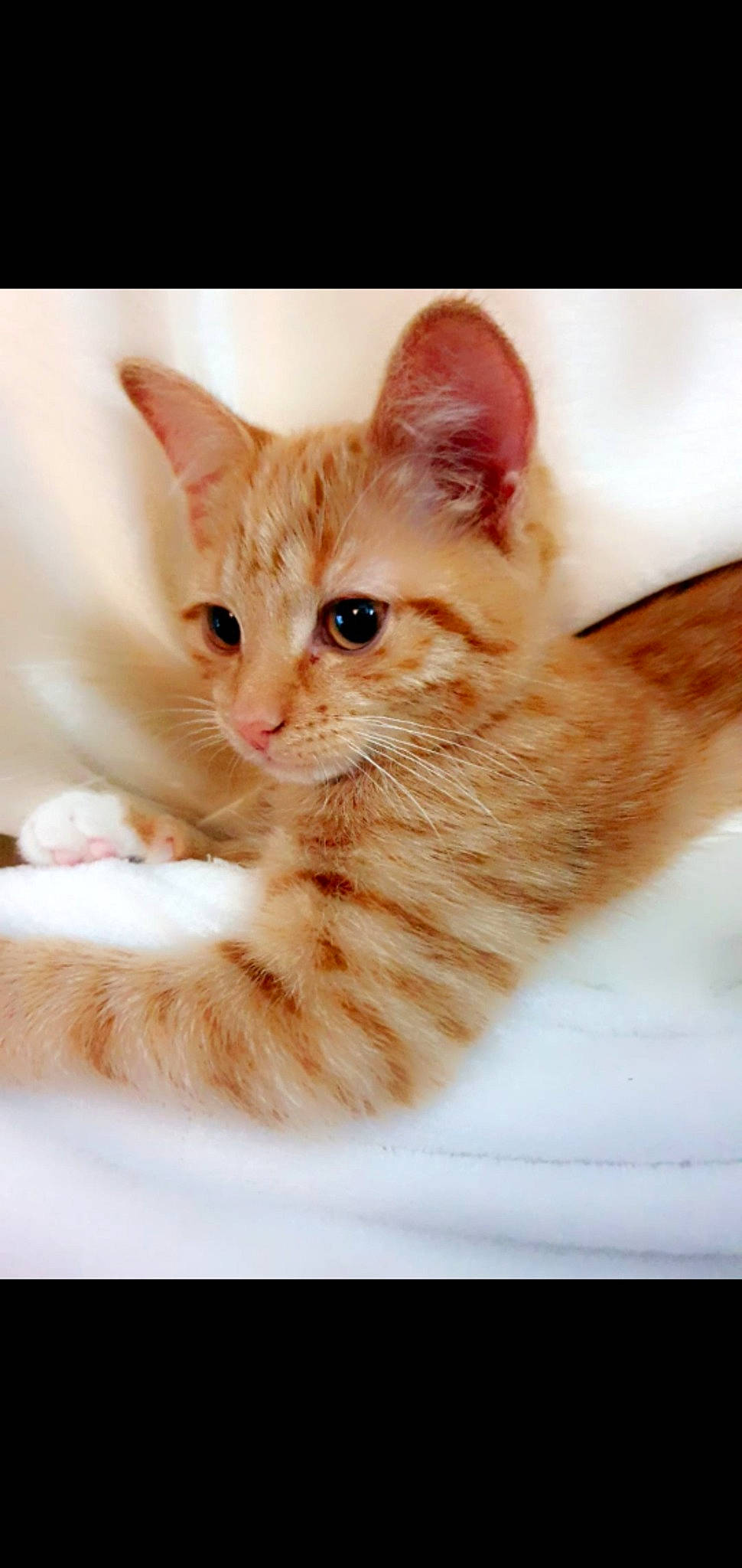 Ginger joined the competition — help win amazing prizes! carnivore, cat, claw, domestic_short_haired_cat, ear, fawn, felidae, fur, gesture, paw, small_to_medium_sized_cats, snout, tail, whiskers