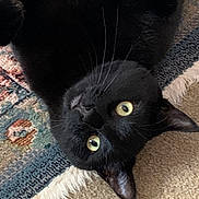 Lil Girl is registered to the contest to win money with this photo: black_cat, cat, pet, animal, whiskers, green_eyes, fur, lying_down, indoor, carpet, rug, closeup, cute, playful, feline, ears, nose, paw, relaxed, domestic_cat
