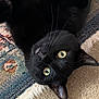 black_cat, cat, pet, animal, whiskers, green_eyes, fur, lying_down, indoor, carpet, rug, closeup, cute, playful, feline, ears, nose, paw, relaxed, domestic_cat