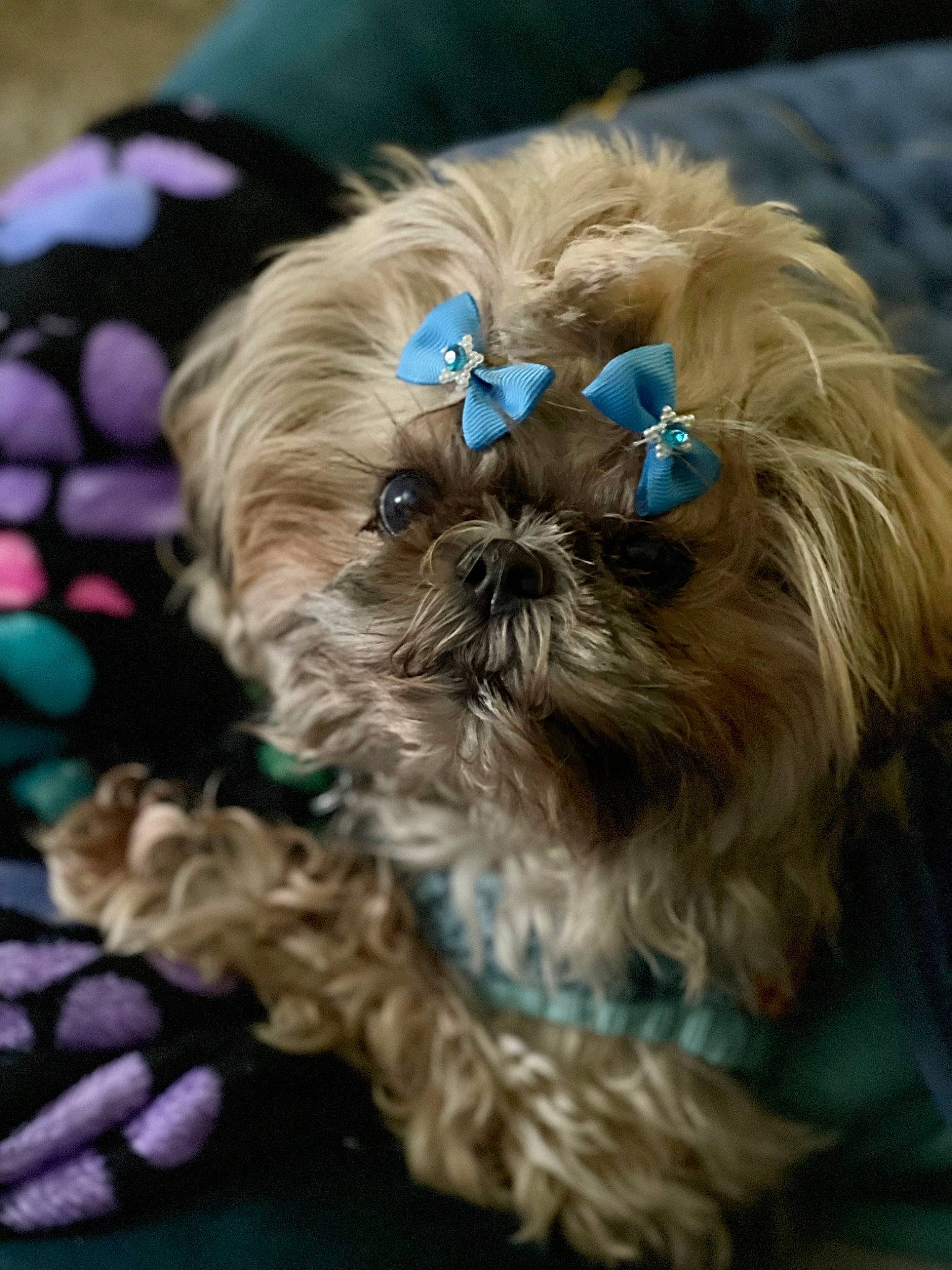 Princess Leia is registered to the contest to win money with this photo: canidae, carnivore, companion_dog, dog, dog_breed, dog_supply, electric_blue, fashion_accessory, fawn, fur, liver, natural_material, pattern, pet_supply, shih_tzu, snout, sporting_group, terrestrial_animal, toy_dog, working_animal