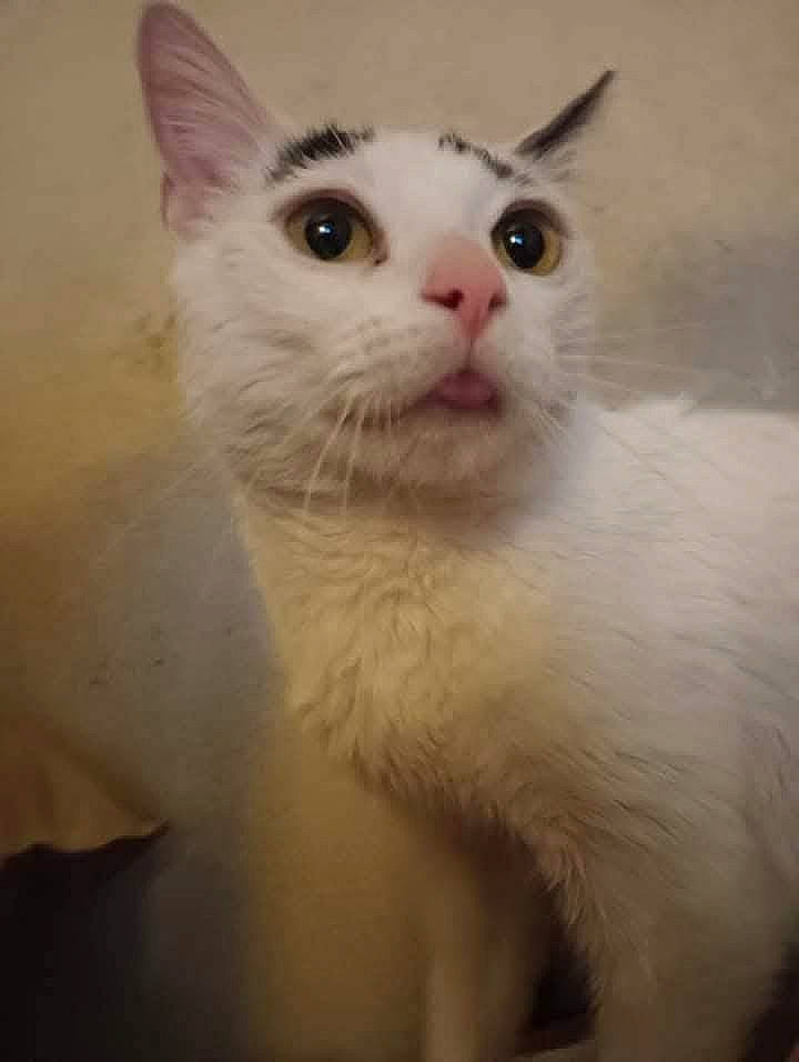 Angel