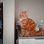 animal, cat, curious, domestic, ears, eyes, feline, fur, home, household_items, indoor, kitchen_counter, mammal, orange_tabby, pet, quiet, sitting, tail, whiskers, wine_glass