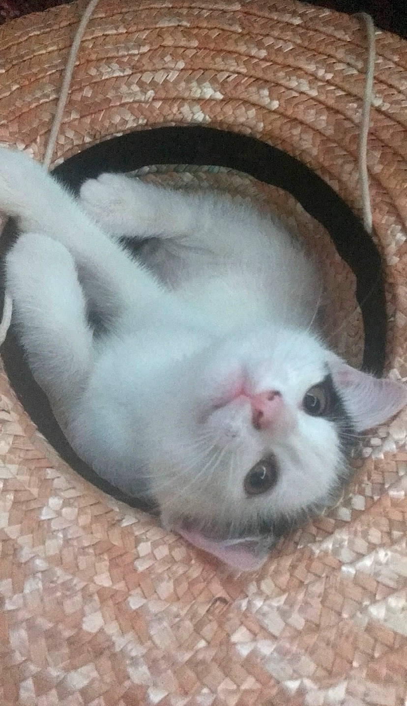 Ikuto a rejoint le concours — aidez-le/la à gagner de superbes lots ! canidae, carnivore, cat, claw, comfort, dog_breed, domestic_short_haired_cat, fawn, felidae, foot, fur, nap, paw, small_to_medium_sized_cats, snout, sporting_group, terrestrial_animal, whiskers