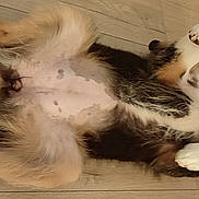 Angel a rejoint le concours — aidez-le/la à gagner de superbes lots ! dog, lying_down, belly_up, wooden_floor, pink_blanket, fur, paws, relaxed, pet, indoor, animal, canine, cute, sleeping_position, resting, household, domestic, fur_pattern, white_paws, cozy