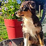 Angel a rejoint le concours — aidez-le/la à gagner de superbes lots ! puppy, dog, outdoor, flower_pot, purple_flowers, garden, sunlight, blue_sky, mesh_chair, pet, fur, sitting, side_view, nature, greenery, plants, daylight, animal, cute, calm