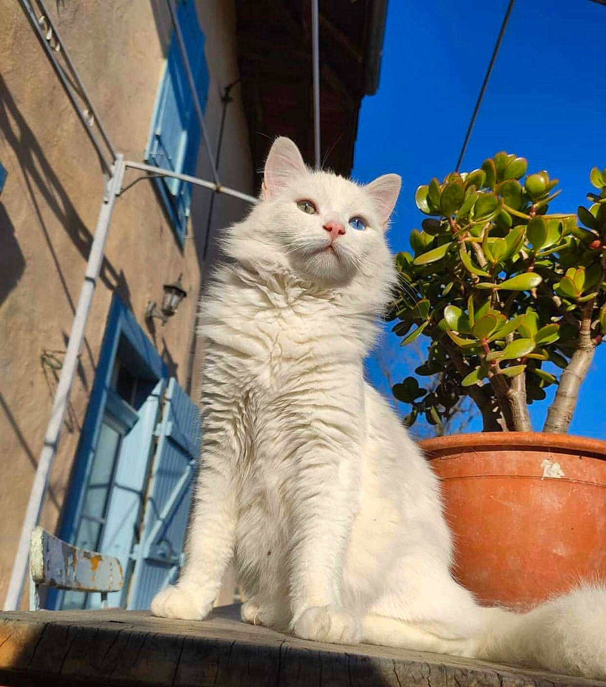 Grosmiou a rejoint le concours — aidez-le/la à gagner de superbes lots ! angora, animal, architecture, building, cat, city, cookware, jar, kitten, manx, outdoors, pet, plant, planter, pot, pottedplant, pottery, shelter, vase, window