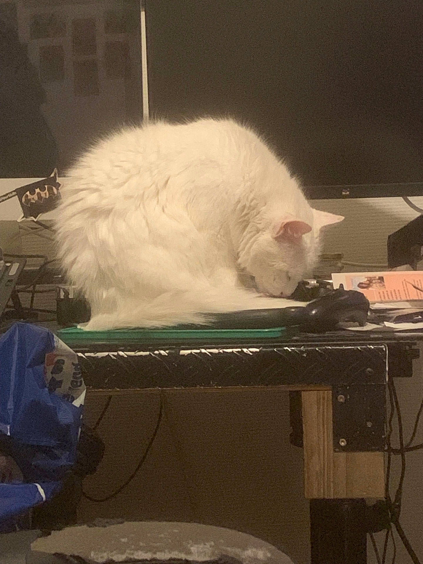 Grosmiou a rejoint le concours — aidez-le/la à gagner de superbes lots ! adult, angora, animal, cat, computer, computerhardware, computerkeyboard, desk, electronics, furniture, hardware, laptop, male, man, monitor, pc, person, pet, screen, table