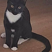 Hecathe is registered to the contest to win money with this photo: cat, tuxedo_cat, black_and_white, sitting, floor, wooden_floor, indoor, pet, animal, curious, tail, ears, whiskers, feline, domestic_cat, household, cable, table_leg, toy, looking