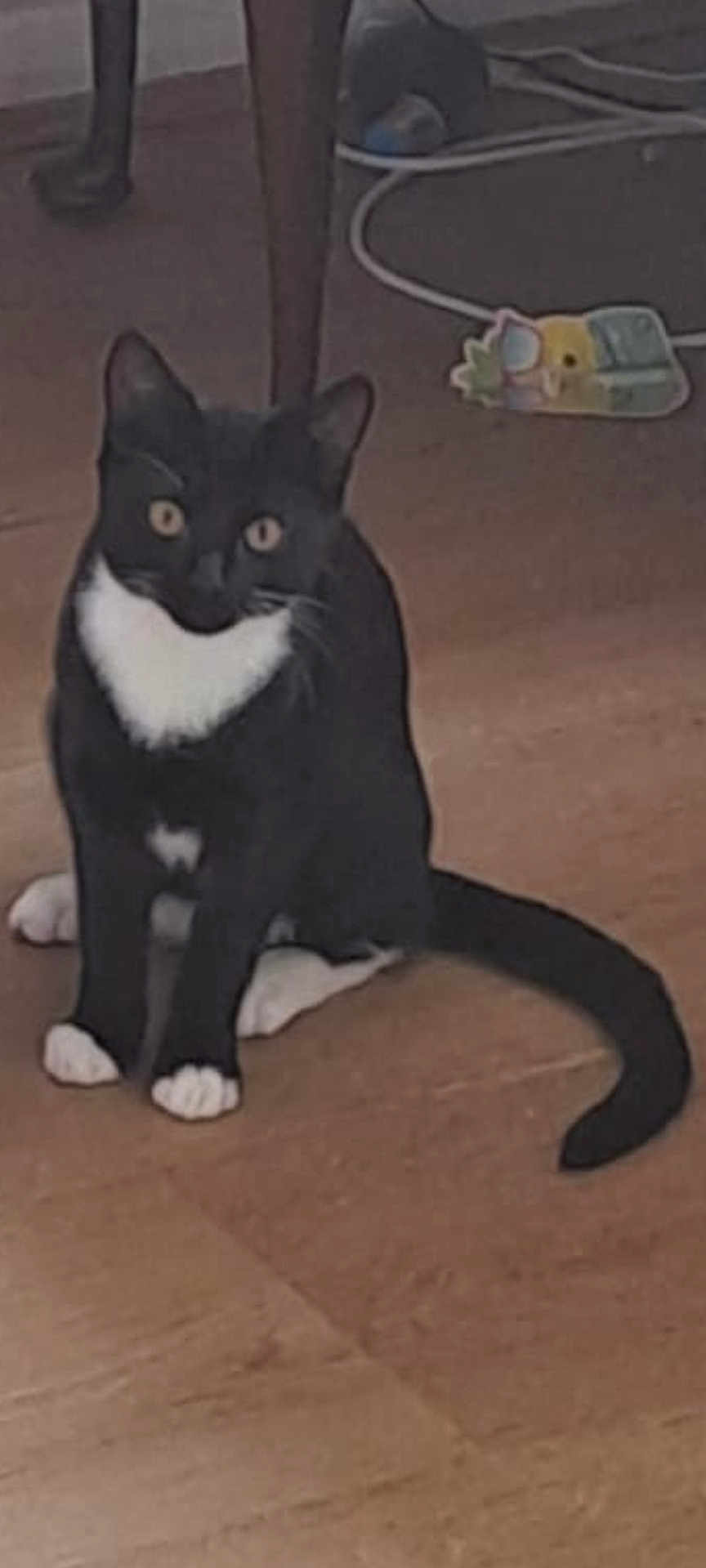 Hecathe is registered to the contest to win money with this photo: cat, tuxedo_cat, black_and_white, sitting, floor, wooden_floor, indoor, pet, animal, curious, tail, ears, whiskers, feline, domestic_cat, household, cable, table_leg, toy, looking