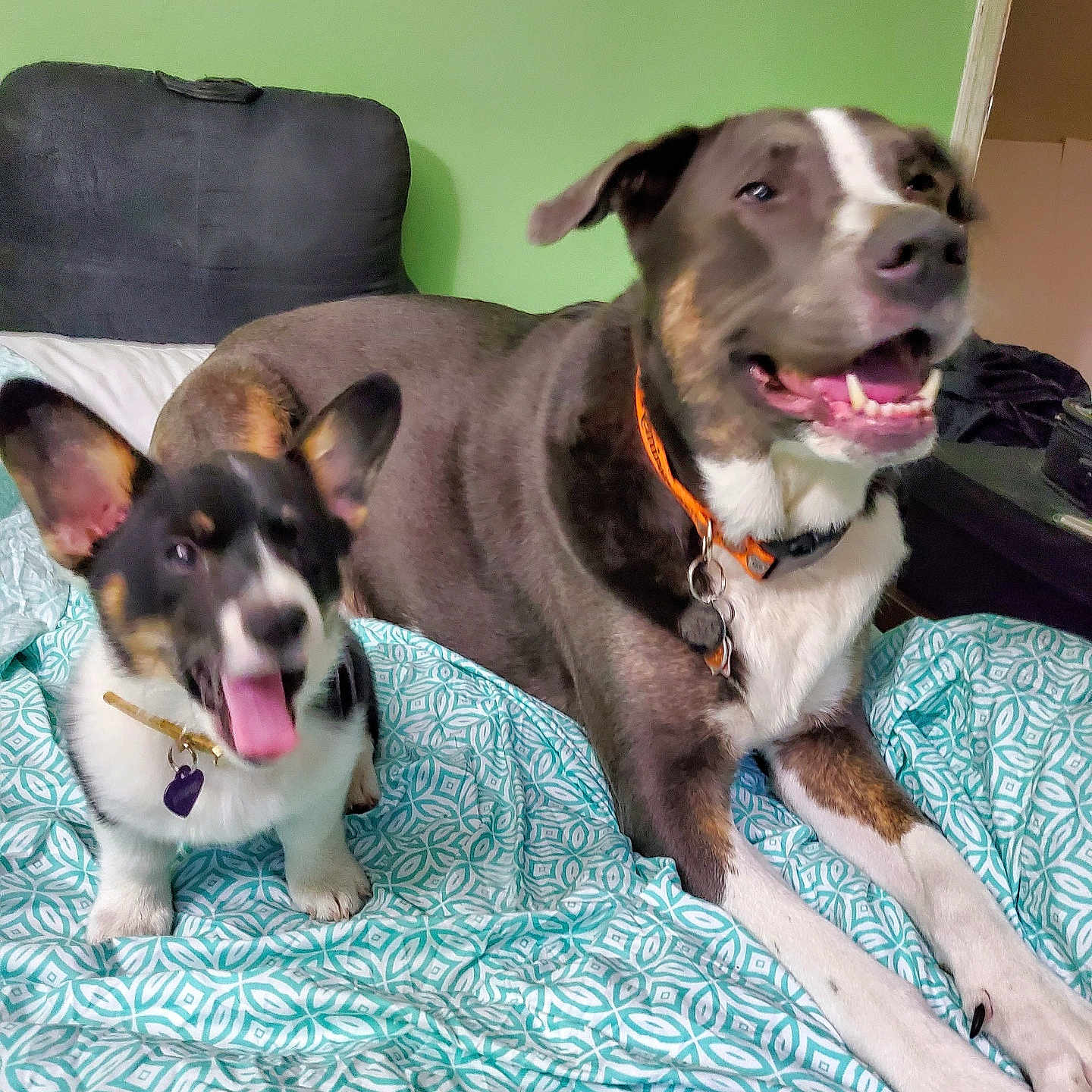 Winnie And Remi is registered to the contest to win money with this photo: animal, bed, blanket, collar, comfort, dog, domestic_animal, ears, fur, furniture, green_wall, happy, indoor, large_dog, lying_down, pets, room, small_dog, smiling, tongue_out