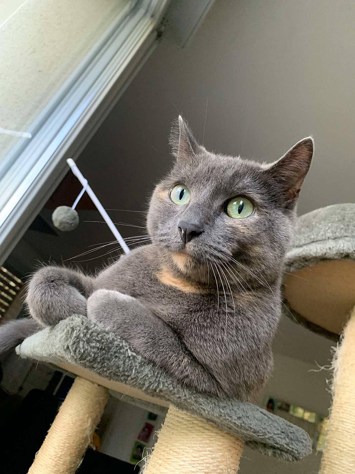 Grisette a rejoint le concours — aidez-le/la à gagner de superbes lots ! carnivore, cat, cat_supply, claw, comfort, domestic_short_haired_cat, felidae, fur, grey, paw, russian_blue, small_to_medium_sized_cats, snout, tail, terrestrial_animal, whiskers