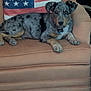 Buddy is registered to the contest to win money with this photo: dog, armchair, american_flag, pillow, spotted_dog, indoor, pet, furniture, relaxed, looking_at_camera, brown, black_spots, ears, collar, couch, living_room, ashtray, cigarette, household, resting