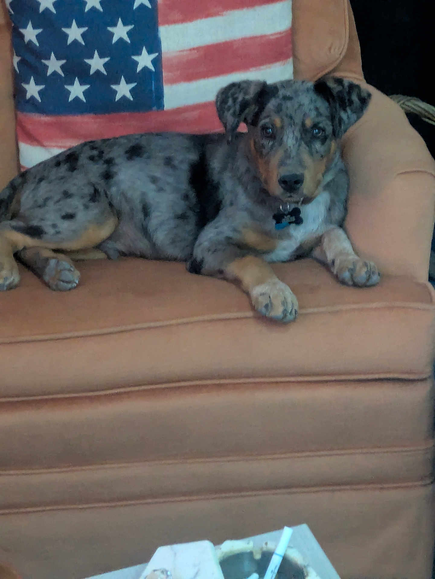 Buddy is registered to the contest to win money with this photo: dog, armchair, american_flag, pillow, spotted_dog, indoor, pet, furniture, relaxed, looking_at_camera, brown, black_spots, ears, collar, couch, living_room, ashtray, cigarette, household, resting