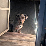 Buddy is registered to the contest to win money with this photo: dog, pet, outdoor, night, doorway, wooden_floor, lights, animal, speckled_coat, waiting, curious, collar, quiet, shadow, home_entrance, dark_background, canine, watching, still, evening