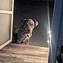 dog, pet, outdoor, night, doorway, wooden_floor, lights, animal, speckled_coat, waiting, curious, collar, quiet, shadow, home_entrance, dark_background, canine, watching, still, evening