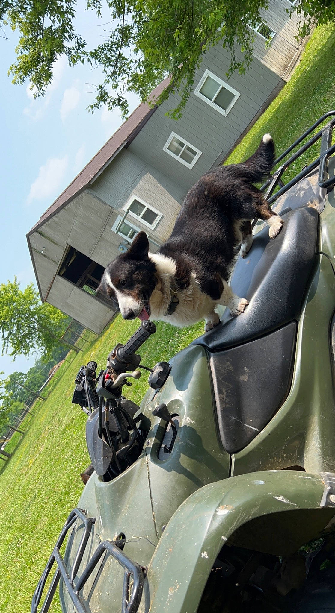 Ace is registered to the contest to win money with this photo: auto_part, automotive_design, automotive_exterior, automotive_lighting, automotive_tire, carnivore, cat, cloud, felidae, fender, grass, hood, motor_vehicle, plant, sky, small_to_medium_sized_cats, tree, vehicle, window, windshield