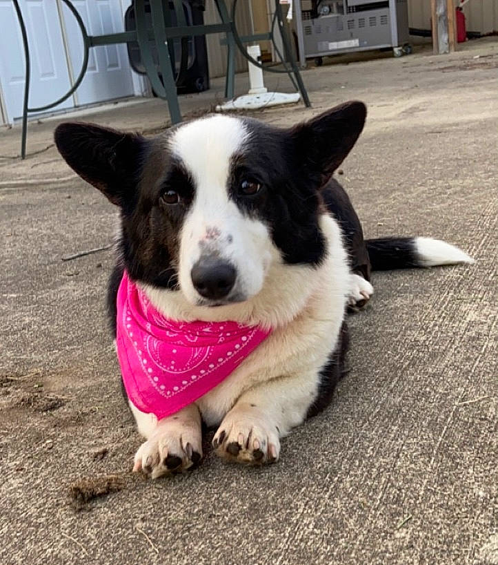 Addie is registered to the contest to win money with this photo: asphalt, border_collie, carnivore, collar, companion_dog, dog, dog_breed, door, herding_dog, mcnab, mechanical_fan, paw, road_surface, sidewalk, snout, tail, whiskers, working_animal, working_dog