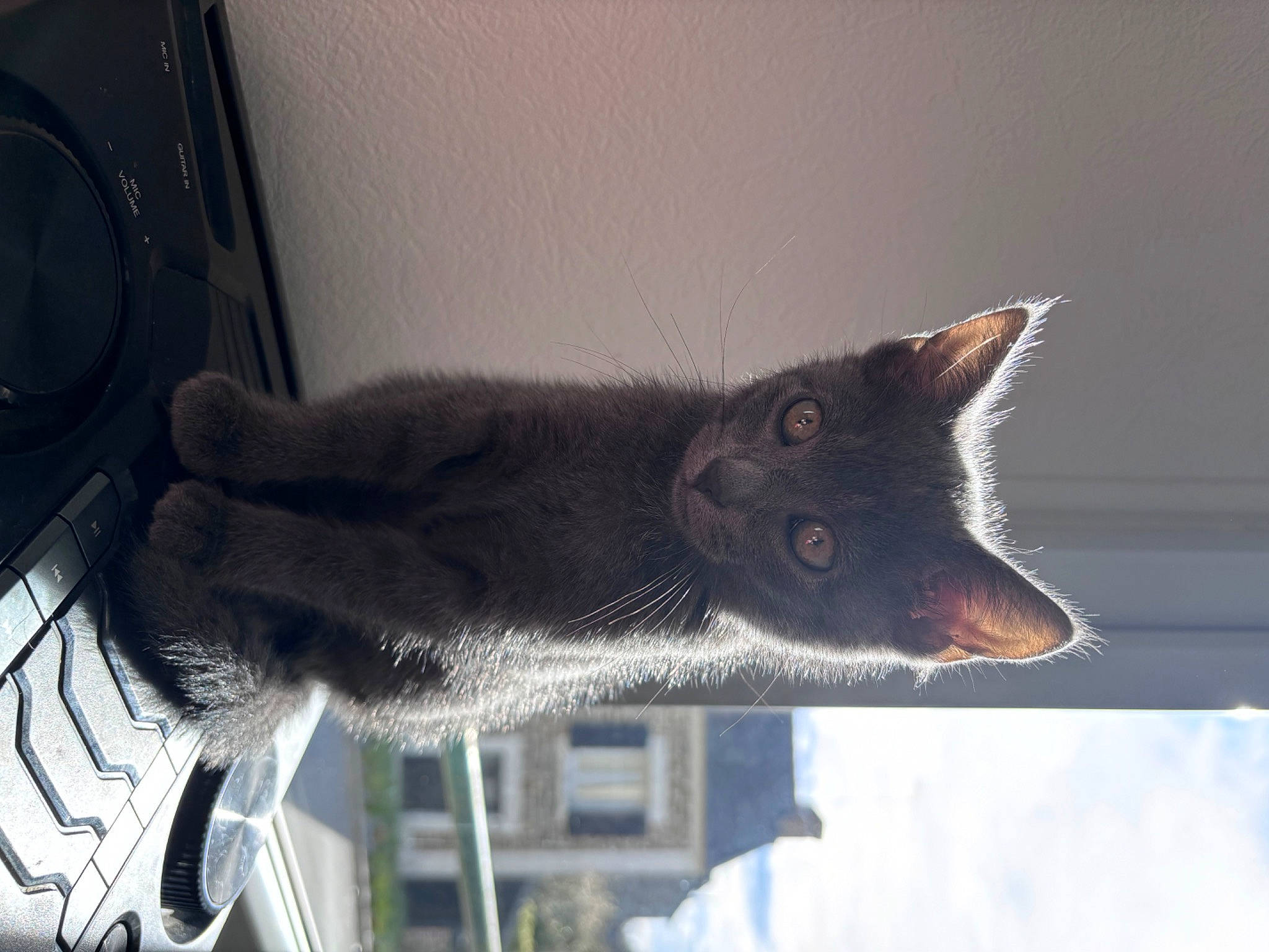 Kayna a rejoint le concours — aidez-le/la à gagner de superbes lots ! black_cat, bombay, building, canidae, carnivore, cat, chartreux, domestic_short_haired_cat, felidae, fur, grey, plant, russian_blue, small_to_medium_sized_cats, snout, tail, tree, vehicle, whiskers, window