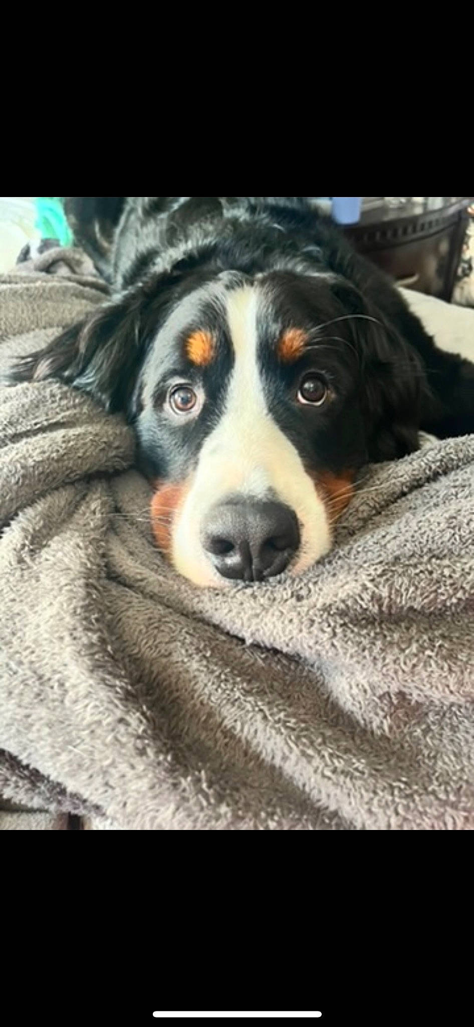Winston is registered to the contest to win money with this photo: bernese_mountain_dog, canidae, carnivore, companion_dog, dog, dog_breed, fur, giant_dog_breed, guard_dog, herding_dog, snout, sporting_group, whiskers, working_animal, working_dog