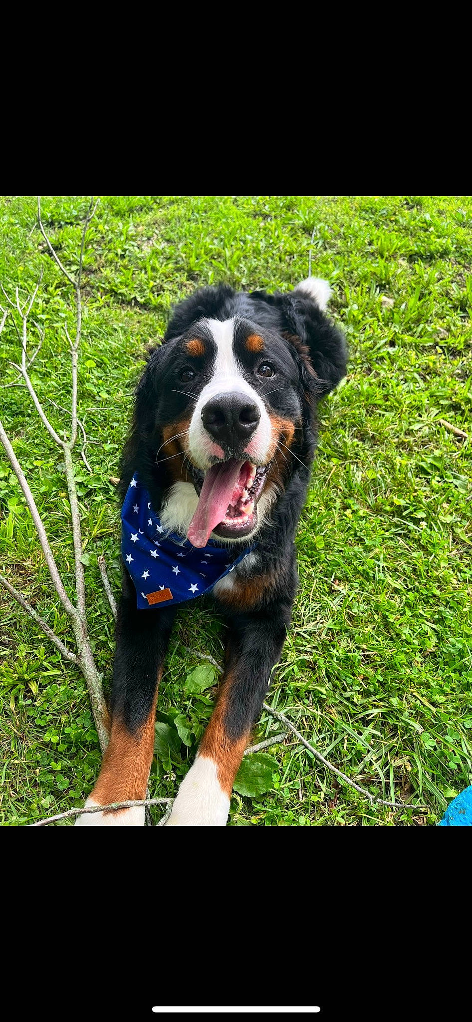 Winston joined the competition — help win amazing prizes! bernese_mountain_dog, canidae, carnivore, companion_dog, dog, dog_breed, dog_sports, electric_blue, giant_dog_breed, grass, herding_dog, hunting_dog, people_in_nature, plant, smile, snout, sporting_group, tree, working_dog