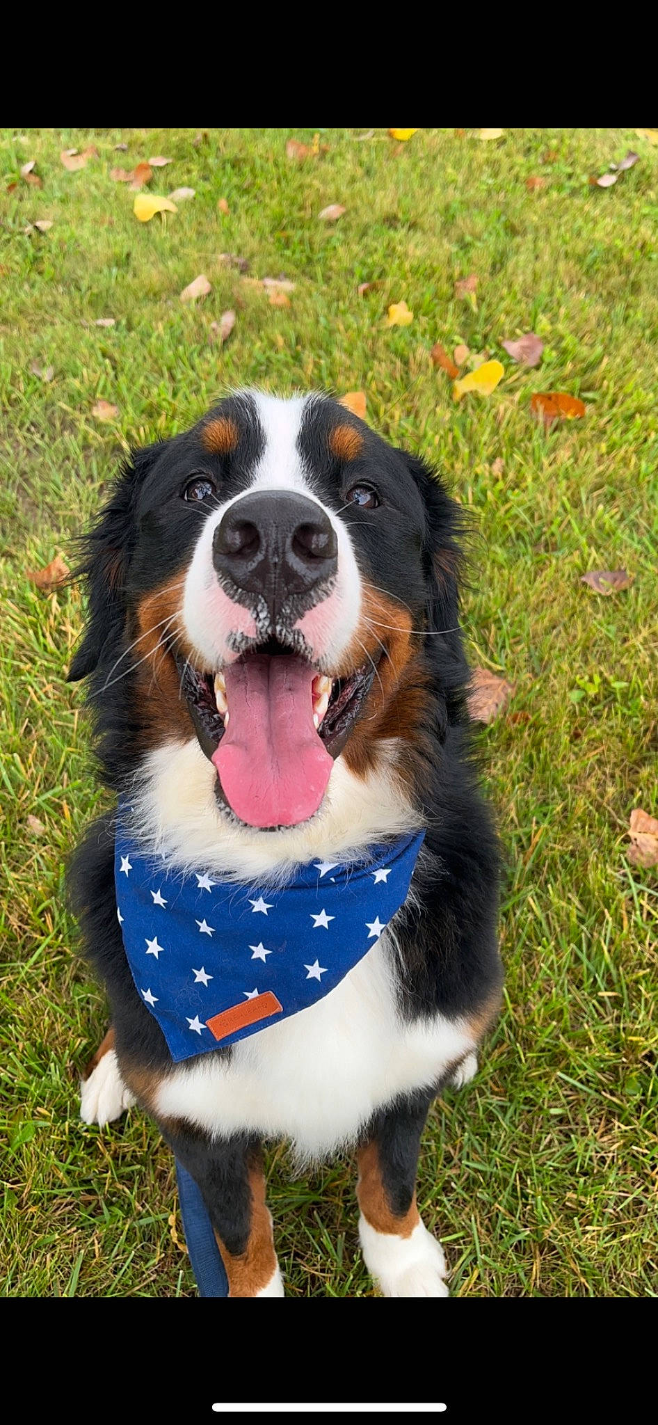 Winston joined the competition — help win amazing prizes! bernese_mountain_dog, canidae, carnivore, collar, companion_dog, dog, dog_breed, dog_collar, dog_supply, grass, happy, herding_dog, plant, smile, snout, sporting_group, whiskers, working_dog