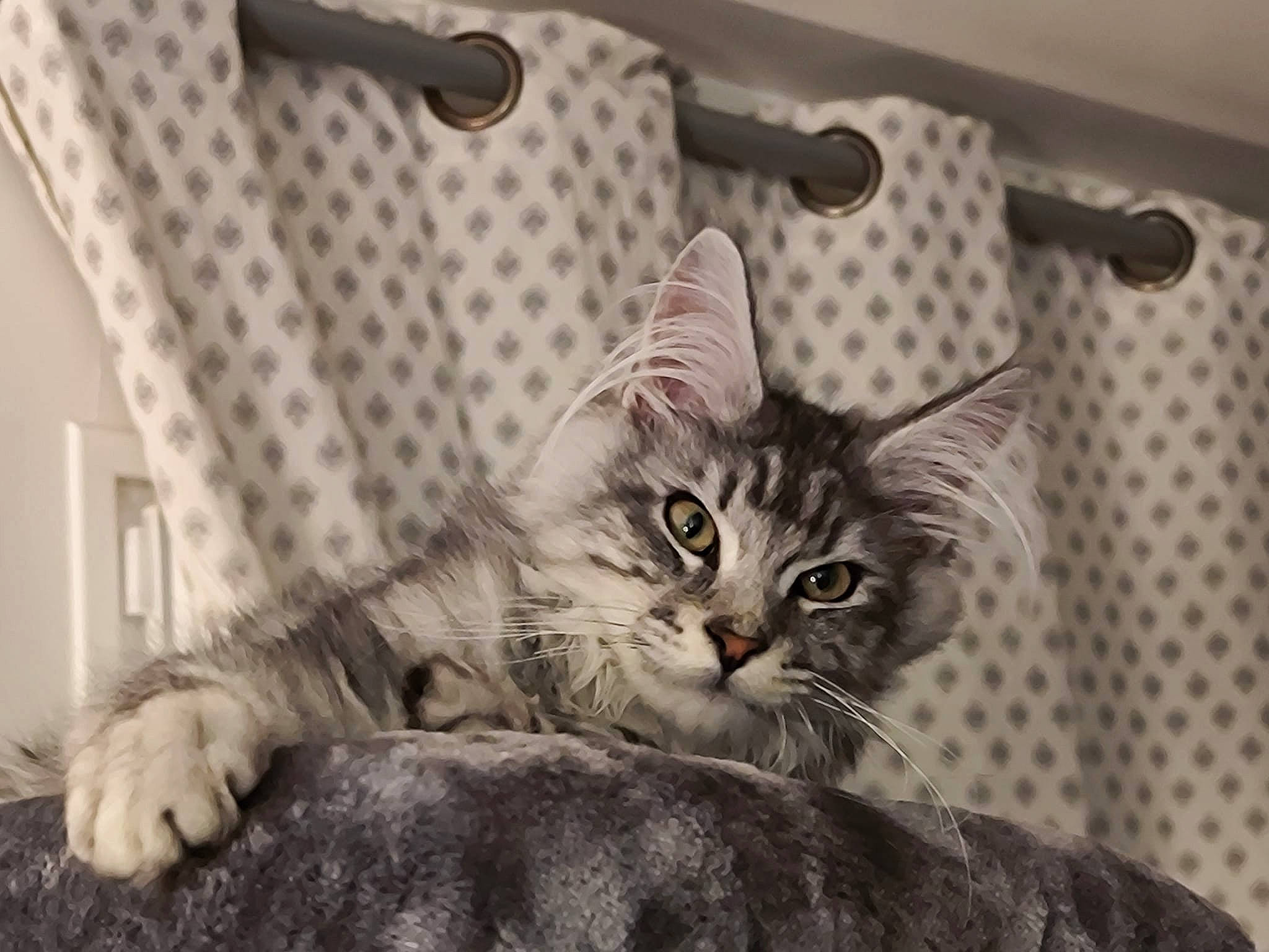 Tokyo participe au concours pour gagner de l'argent avec cette photo : carnivore, cat, claw, comfort, domestic_short_haired_cat, felidae, fur, grey, metal, microphone, monochrome_photography, paw, sitting, small_to_medium_sized_cats, snout, tail, terrestrial_animal, tree, whiskers