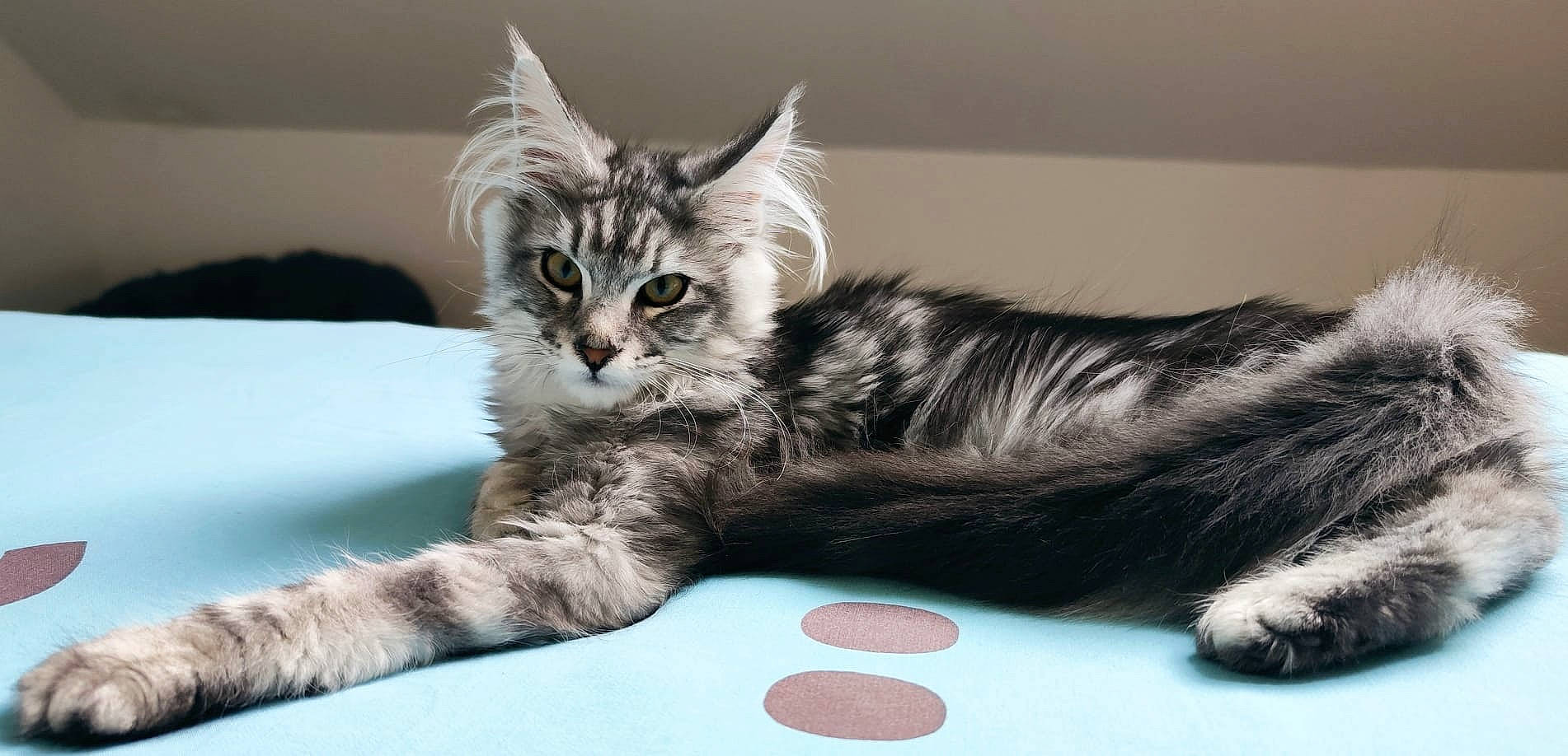 Tokyo participe au concours pour gagner de l'argent avec cette photo : bed, carnivore, cat, cat_supply, claw, comfort, domestic_short_haired_cat, felidae, fur, maine_coon, nap, paw, small_to_medium_sized_cats, snout, tail, terrestrial_animal, whiskers