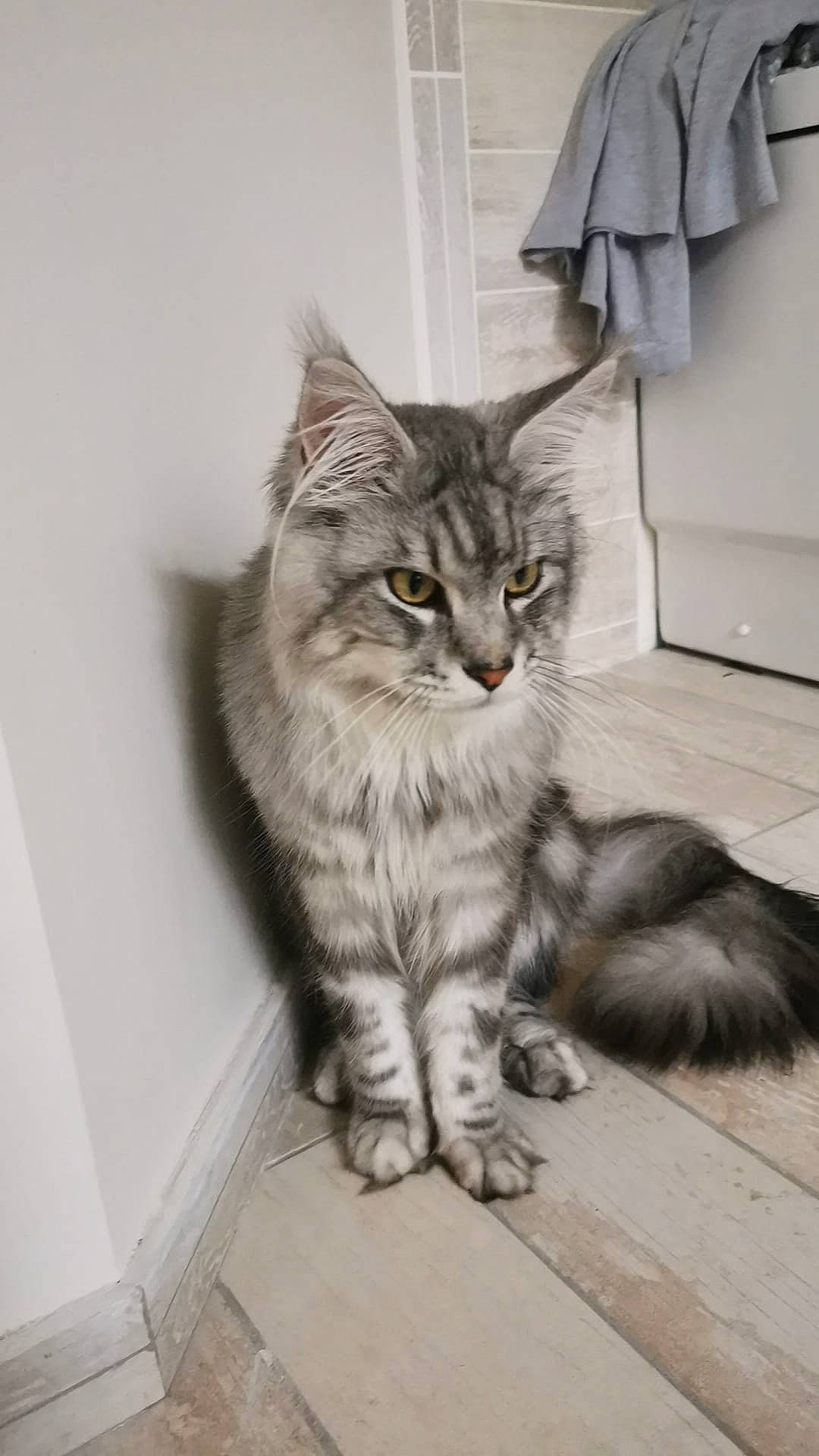 Tokyo participe au concours pour gagner de l'argent avec cette photo : carnivore, cat, claw, domestic_short_haired_cat, felidae, flooring, fur, grey, maine_coon, monochrome, monochrome_photography, paw, sitting, small_to_medium_sized_cats, snout, tail, terrestrial_animal, whiskers, window, wood