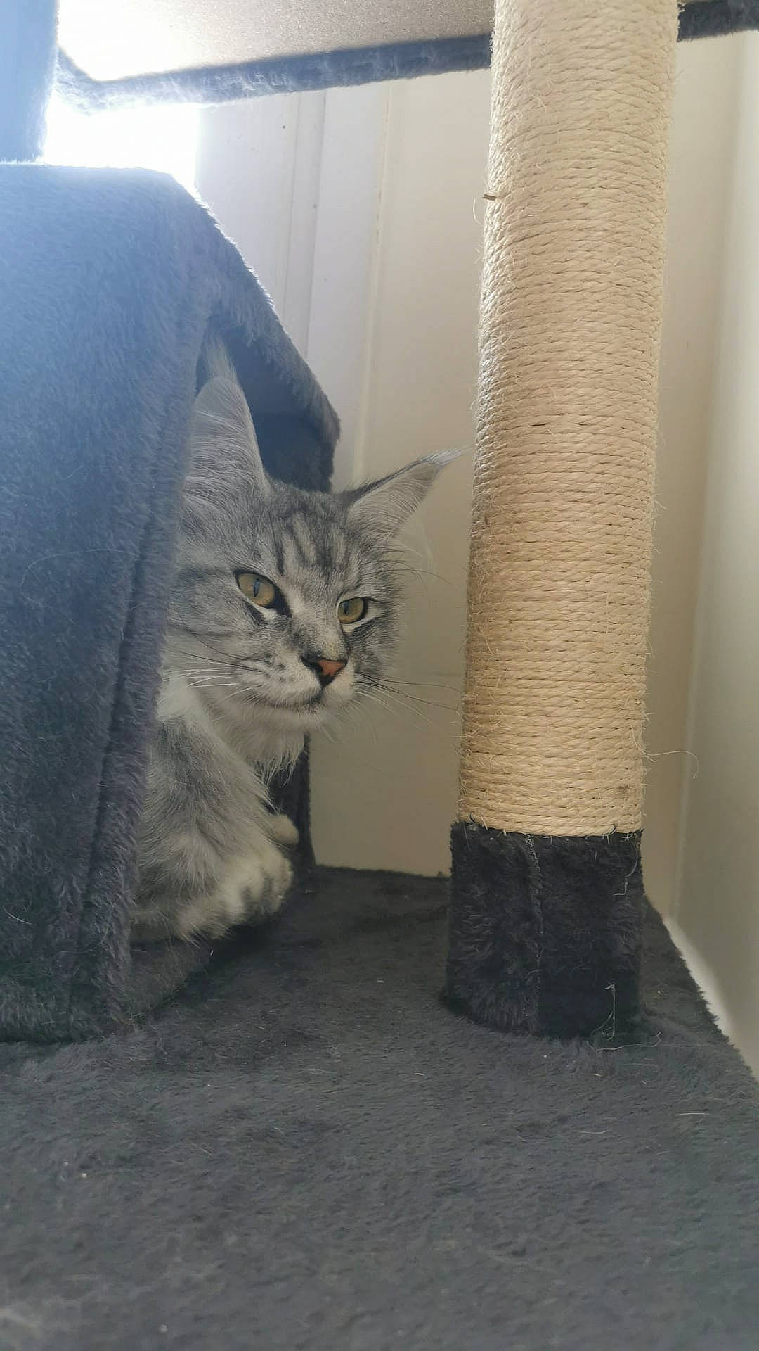 Tokyo participe au concours pour gagner de l'argent avec cette photo : carnivore, cat, comfort, curtain, domestic_short_haired_cat, door, fawn, felidae, floor, flooring, fur, grey, hardwood, human_leg, paw, small_to_medium_sized_cats, tail, whiskers, window, wood