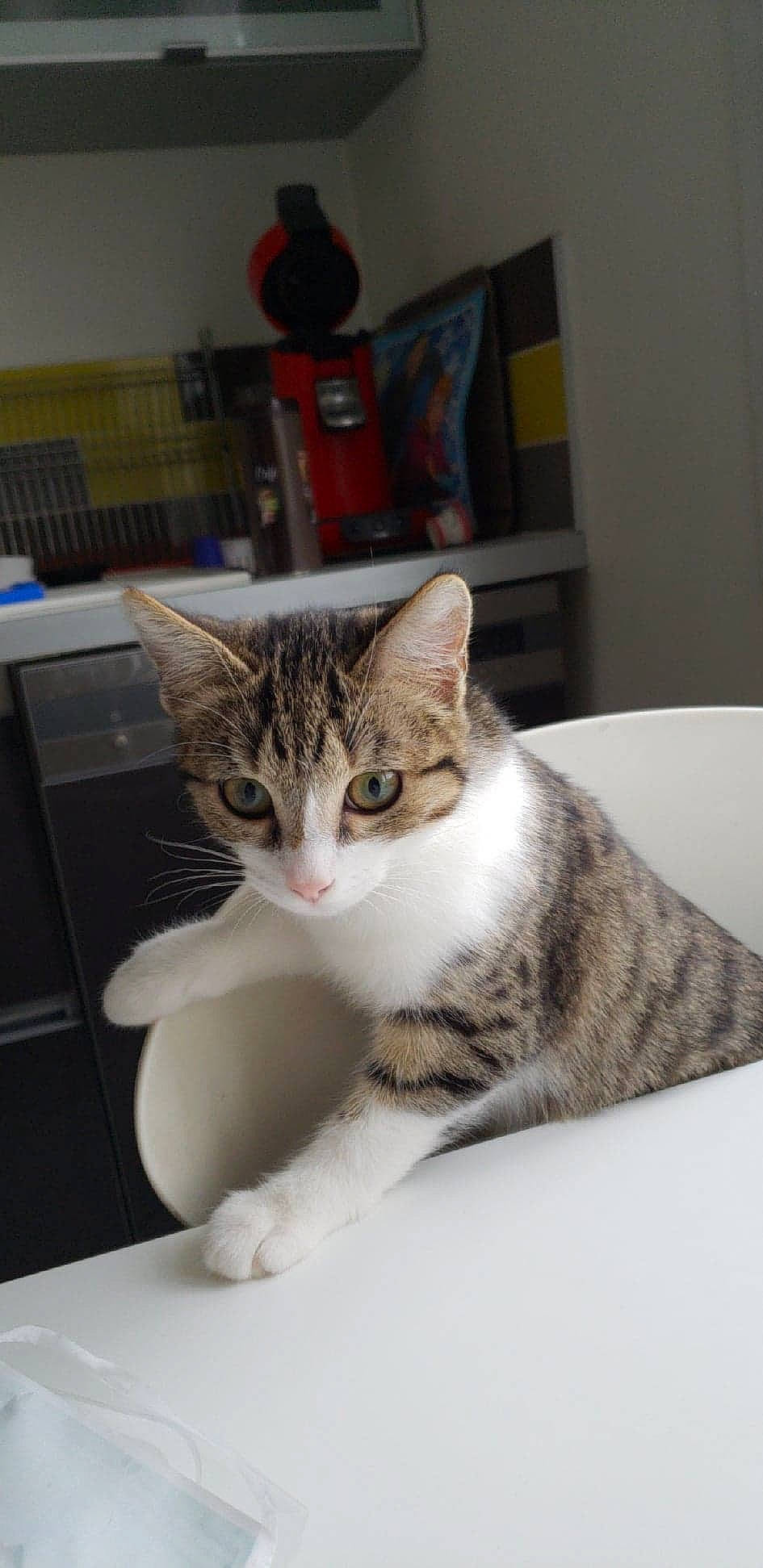 Plumette a rejoint le concours — aidez-le/la à gagner de superbes lots ! aegean_cat, american_shorthair, american_wirehair, asian, australian_mist, carnivore, cat, domestic_short_haired_cat, dragon_li, ear, european_shorthair, felidae, fur, kitten, mammal, paw, polydactyl_cat, small_to_medium_sized_cats, tabby_cat, whiskers