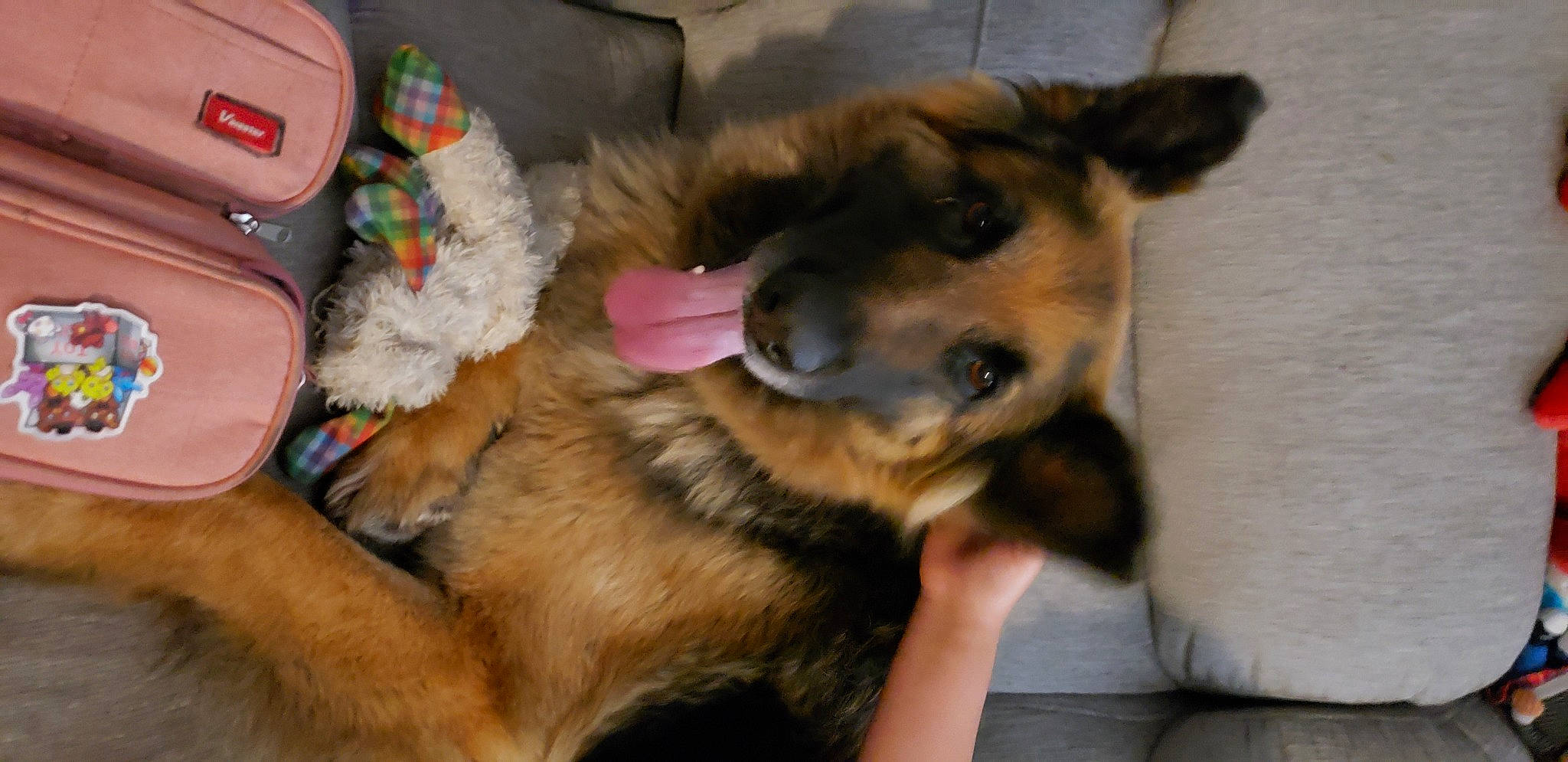 Betty joined the competition — help win amazing prizes! canidae, carnivore, companion_dog, dog, dog_breed, dog_supply, ear, fawn, fur, german_shepherd_dog, paw, snout, sporting_group, working_animal, working_dog