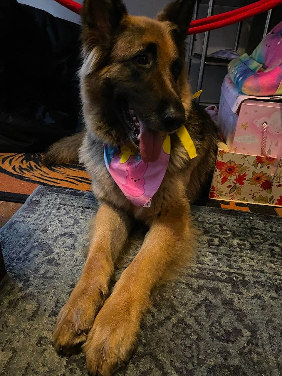 Betty joined the competition — help win amazing prizes! canidae, carnivore, collar, companion_dog, dog, dog_breed, dog_supply, east_european_shepherd, fawn, fur, german_shepherd_dog, guard_dog, herding_dog, king_shepherd, old_german_shepherd_dog, paw, snout, sporting_group, working_animal, working_dog