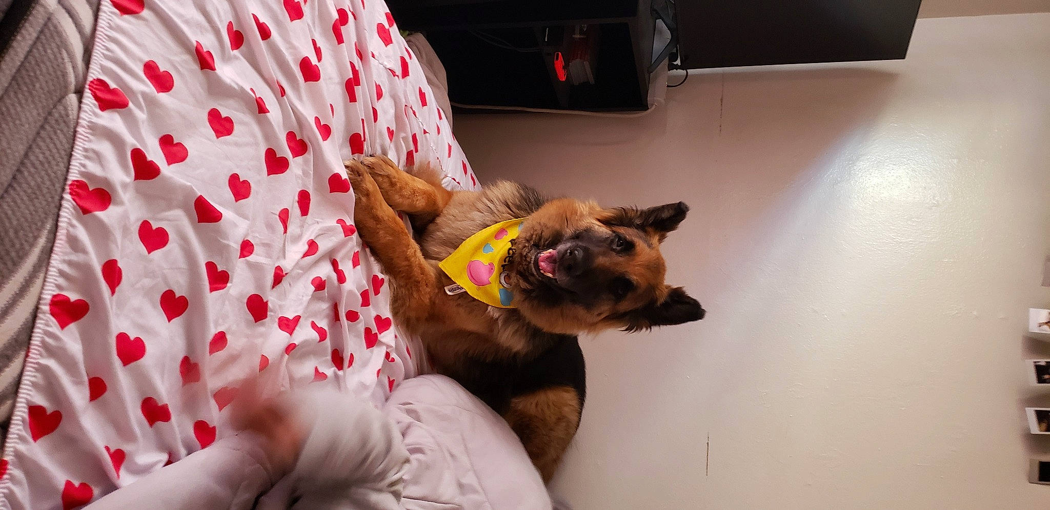 Betty joined the competition — help win amazing prizes! canidae, carmine, carnivore, collar, comfort, companion_dog, dog, dog_breed, dog_collar, dog_supply, elbow, fawn, flooring, german_shepherd_dog, linens, pattern, pet_supply, snout, sporting_group, working_animal