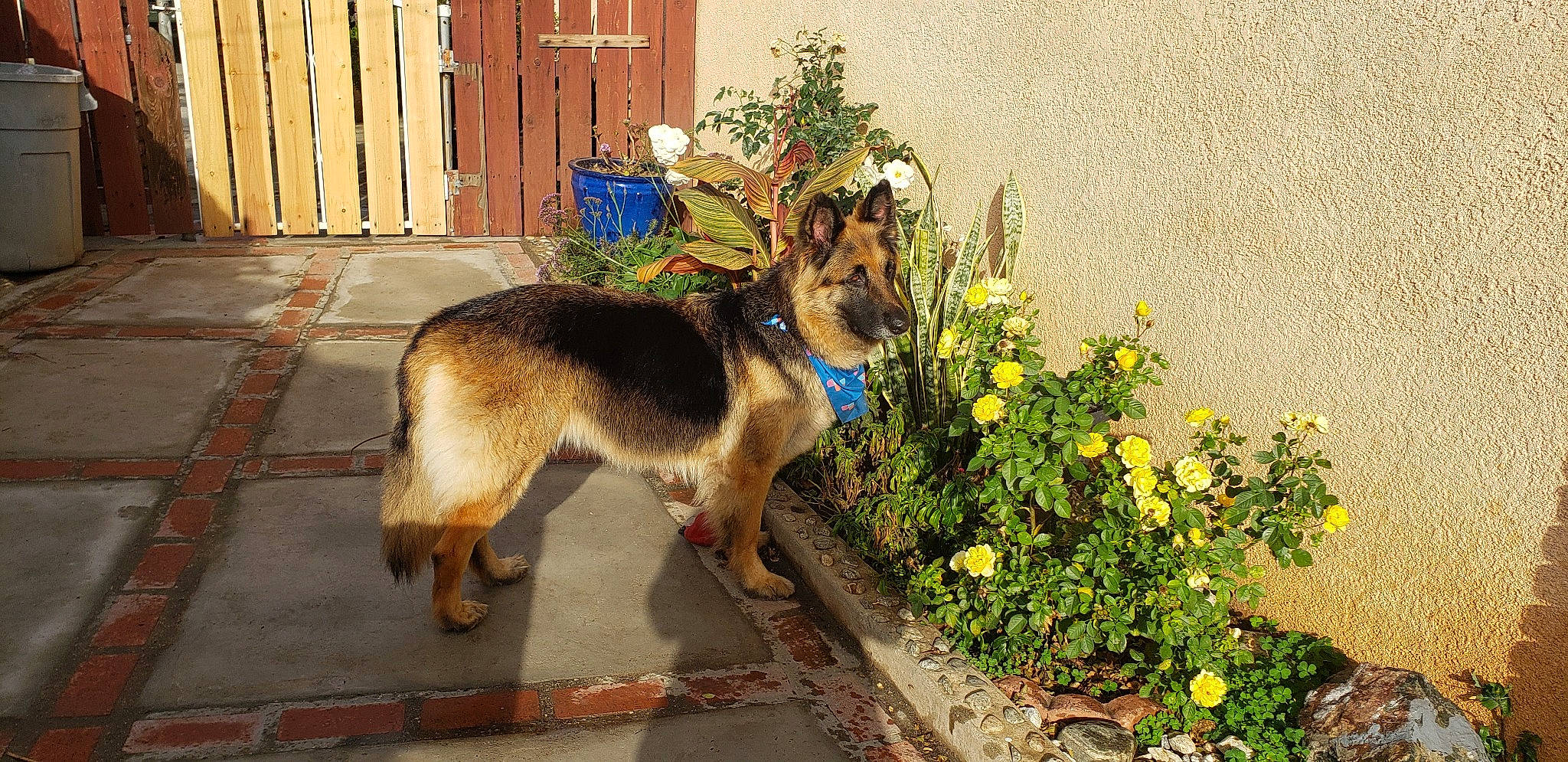 Betty joined the competition — help win amazing prizes! canidae, carnivore, collar, companion_dog, dog, dog_breed, door, fawn, flower, german_shepherd_dog, grass, groundcover, herding_dog, pet_supply, plant, road_surface, shrub, snout, tail, working_animal