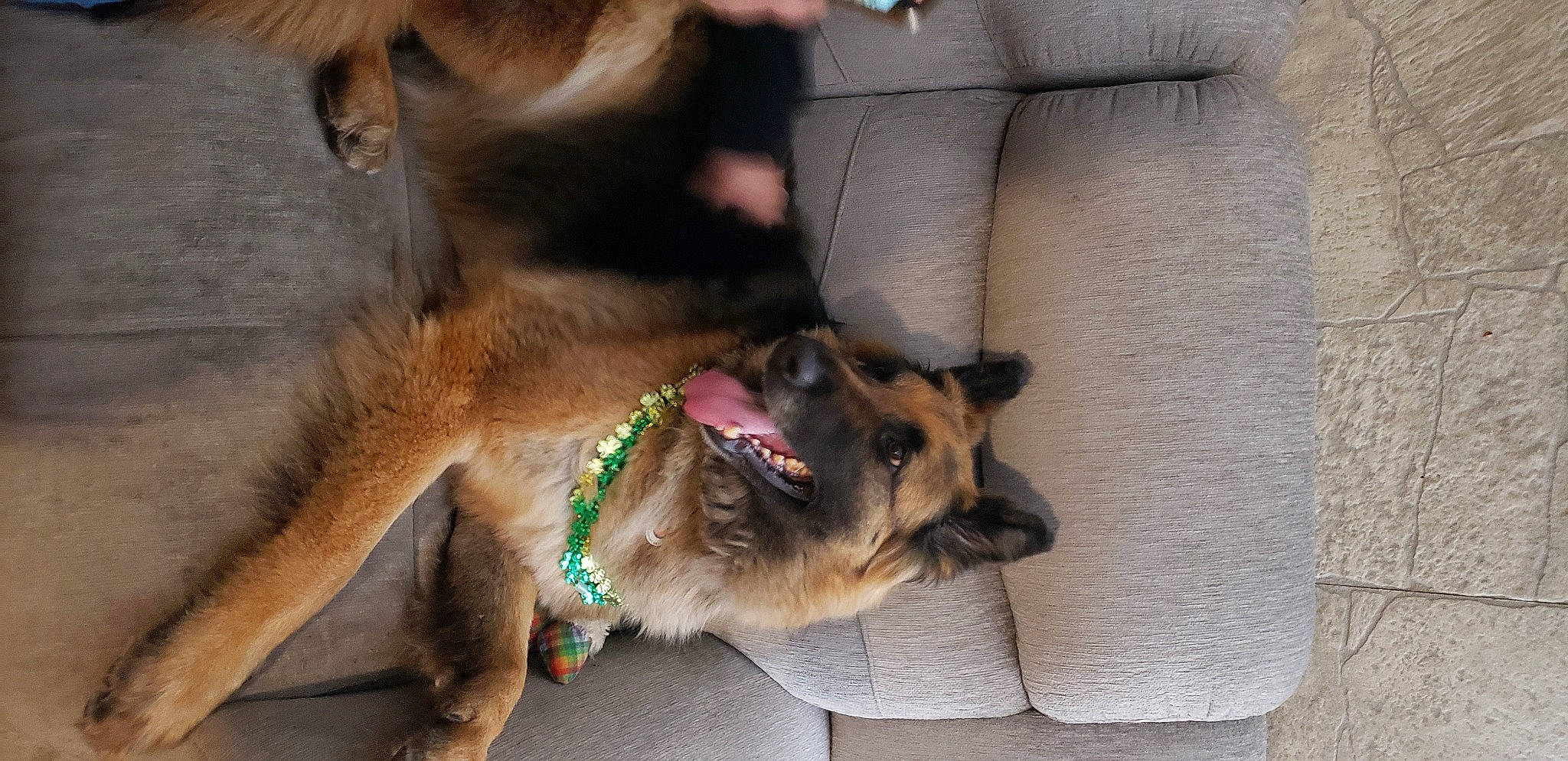 Betty joined the competition — help win amazing prizes! belgian_shepherd_malinois, canidae, carnivore, collar, companion_dog, dog, dog_breed, dog_collar, estrela_mountain_dog, fawn, fur, german_shepherd_dog, king_shepherd, leash, old_german_shepherd_dog, paw, pet_supply, sporting_group, working_animal, working_dog