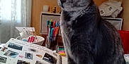 Gribouille a rejoint le concours — aidez-le/la à gagner de superbes lots ! cat, gray_cat, scrapbook, photos, pens, table, indoor, curtains, window_light, stationery, book, feline, pet, cozy, home, decor, crafts, sitting, curious, domestic_animal