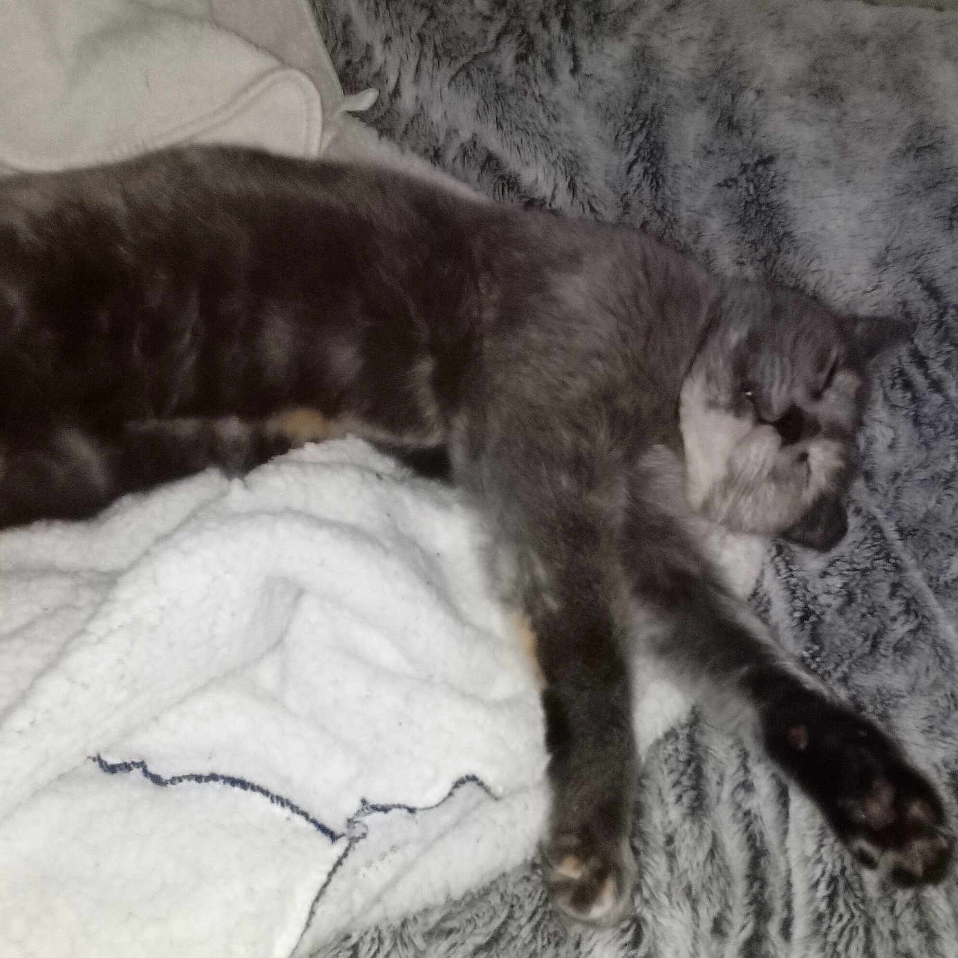 Gribouille a rejoint le concours — aidez-le/la à gagner de superbes lots ! animal, blanket, cat, claws, comfort, cozy, cute, domestic, feline, fur, indoor, paw, pet, relaxation, resting, sleeping, soft, stretching, texture, whiskers