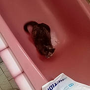 Gribouille participe au concours pour gagner de l'argent avec cette photo : cat, bathtub, pink, floor, shoe, bag, tile, indoor, pet, animal, curious, looking_up, container, casual, dim_lighting, home, bathroom, floor_tile, footwear, domestic