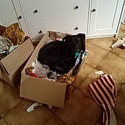 Woody participe au concours pour gagner de l'argent avec cette photo : dog, black_dog, cardboard_box, wrapping_paper, floor, tile_floor, cabinet, indoor, pet, box, wrapping_material, messy, home, domestic, animal, curious, resting, playful, cozy, living_space