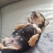 Sid is registered to the contest to win money with this photo: animal, blanket, comfort, couch, cozy, cute, dog, domestic_animal, fur, indoor, lying_down, paw, pet, puppy, relaxed, resting, sleeping, small_dog, soft_texture, young_dog