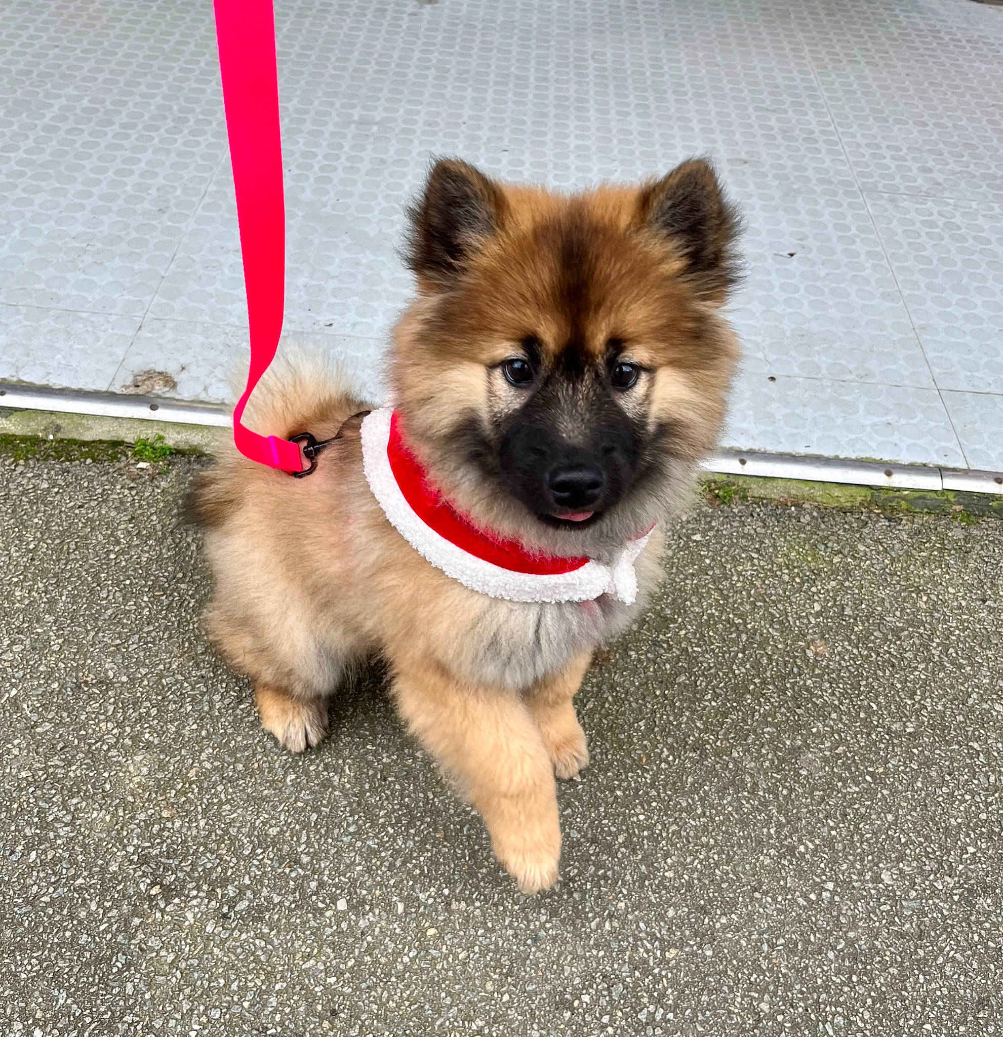 Rhéa a rejoint le concours — aidez-le/la à gagner de superbes lots ! ancient_dog_breeds, asphalt, canidae, carnivore, collar, companion_dog, concrete, dog, dog_breed, dog_supply, fawn, fur, non_sporting_group, road_surface, snout, sporting_group, tail, working_animal, working_dog