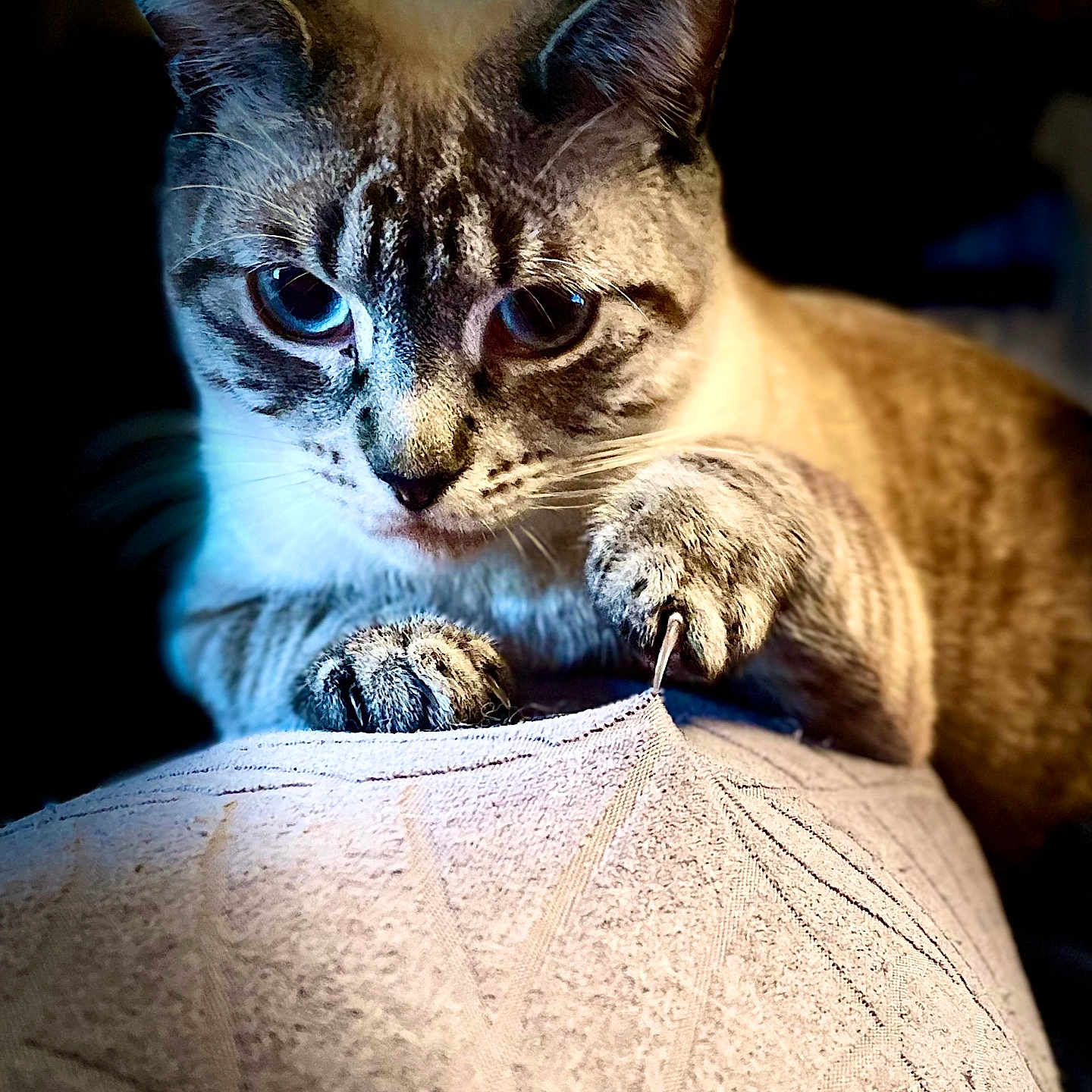 Negapy a rejoint le concours — aidez-le/la à gagner de superbes lots ! animal, blue_eyes, cat, claw, close_up, curious, cute, domestic_cat, feline, focused, fur, indoor, mammal, paw, pet, playful, portrait, sharp_claws, texture, whiskers