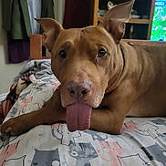 King is registered to the contest to win money with this photo: animal, bed, blanket, brown_dog, canine, cat_pattern, clothing, cute, dog, furniture, household, indoor, pet, playful, relaxed, resting, room, shelf, tongue, tongue_out