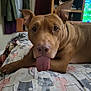 animal, bed, blanket, brown_dog, canine, cat_pattern, clothing, cute, dog, furniture, household, indoor, pet, playful, relaxed, resting, room, shelf, tongue, tongue_out