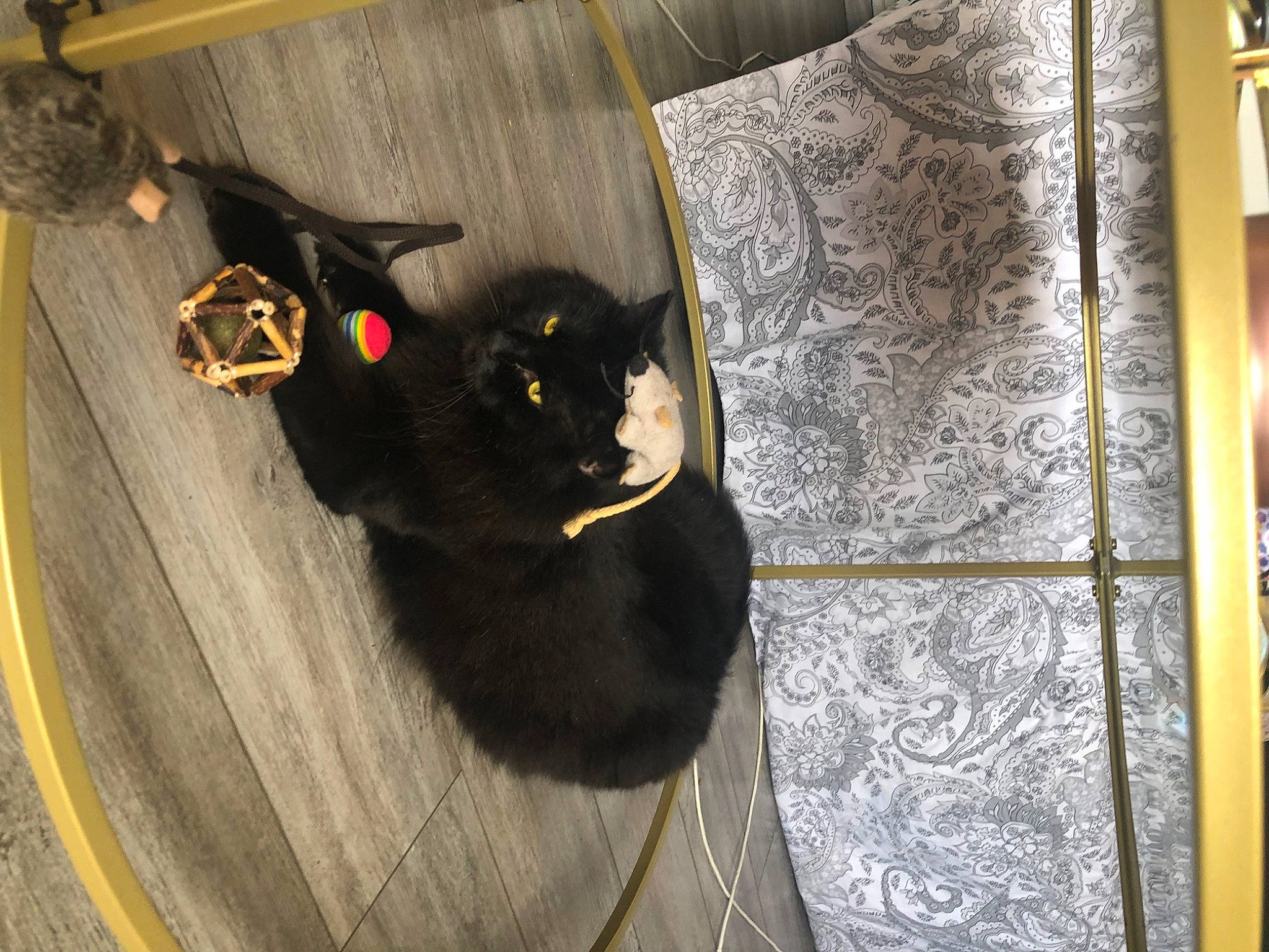 Chou-chou a rejoint le concours — aidez-le/la à gagner de superbes lots ! automotive_tire, black_cat, bombay, carnivore, cat, comfort, couch, domestic_short_haired_cat, felidae, floor, flooring, fur, grey, rectangle, room, small_to_medium_sized_cats, tail, terrestrial_animal, whiskers, wood