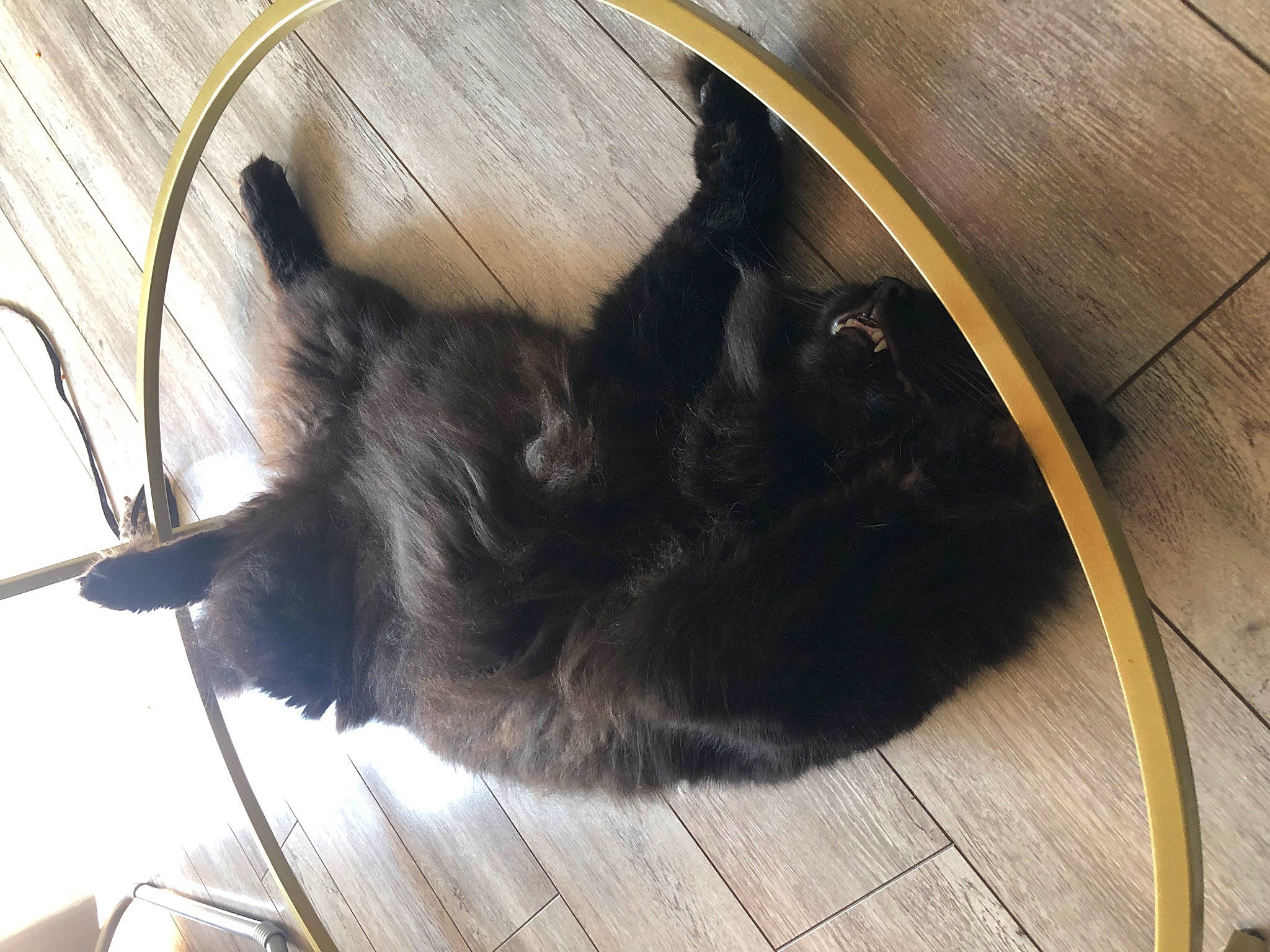 Chou-chou participe au concours pour gagner de l'argent avec cette photo : automotive_tire, black_cat, carnivore, cat, cat_supply, claw, comfort, dog_breed, domestic_short_haired_cat, felidae, flooring, fur, hardwood, pet_supply, small_to_medium_sized_cats, tail, terrestrial_animal, whiskers, window, wood