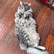 Gizmo joined the competition — help win amazing prizes! cat, gray_cat, fluffy, lying_down, wooden_floor, pet, indoor, feline, curious_eyes, paws, tail, fur, relaxed, looking_at_camera, household, cozy, carpet, box, domestic_animal, cute