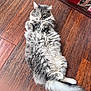 cat, gray_cat, fluffy, lying_down, wooden_floor, pet, indoor, feline, curious_eyes, paws, tail, fur, relaxed, looking_at_camera, household, cozy, carpet, box, domestic_animal, cute