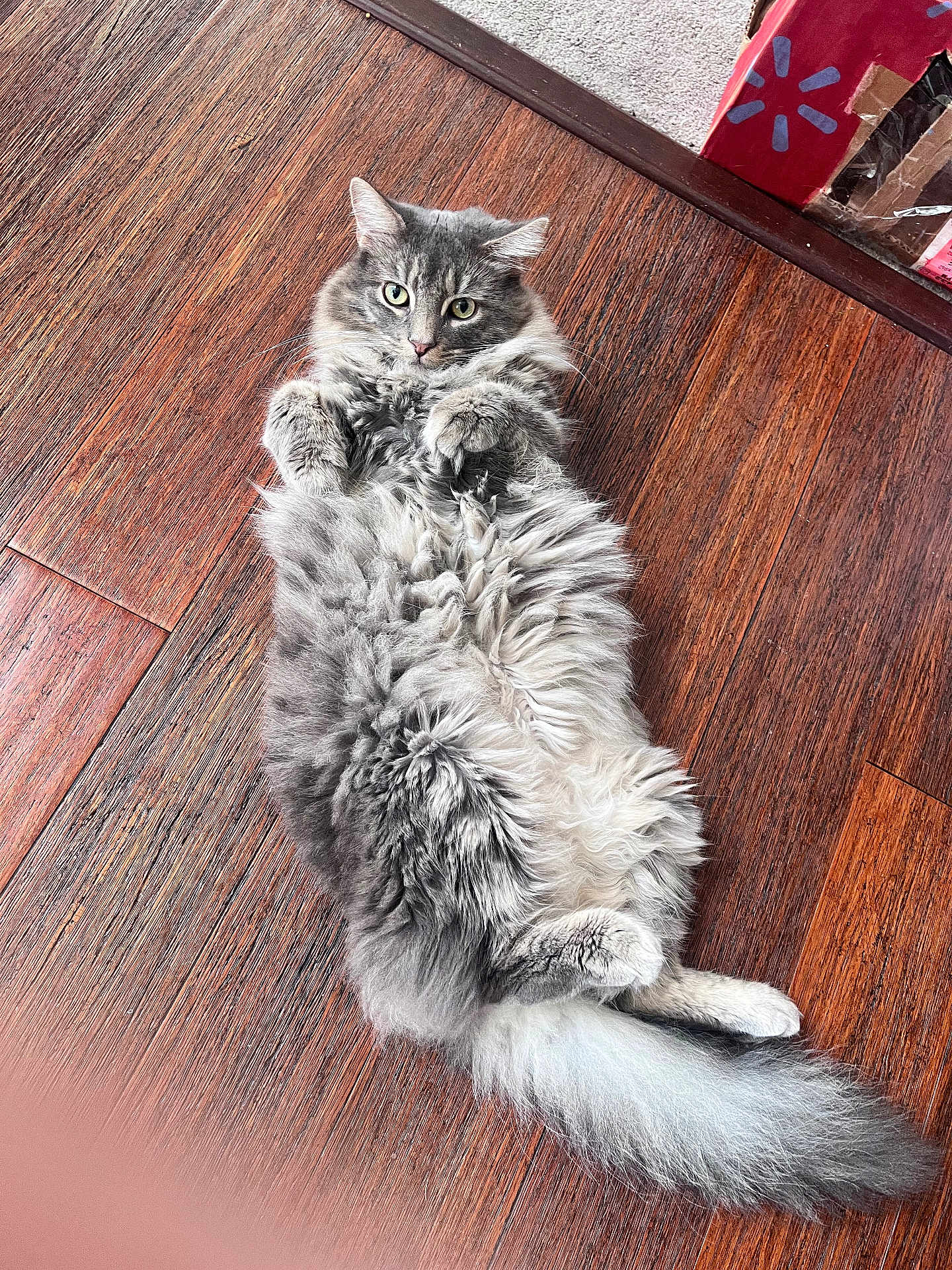 Gizmo