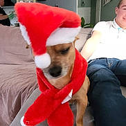 Poupy a rejoint le concours — aidez-le/la à gagner de superbes lots ! blur, brown_fur, cabinet, christmas_scarf, clock, cushion, dog, festive_costume, holiday, human, indoor, jeans, living_room, paw, person, pet, portrait, santa_hat, sofa, wall
